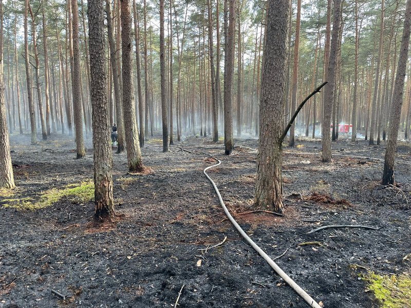 verbrannter Waldboden